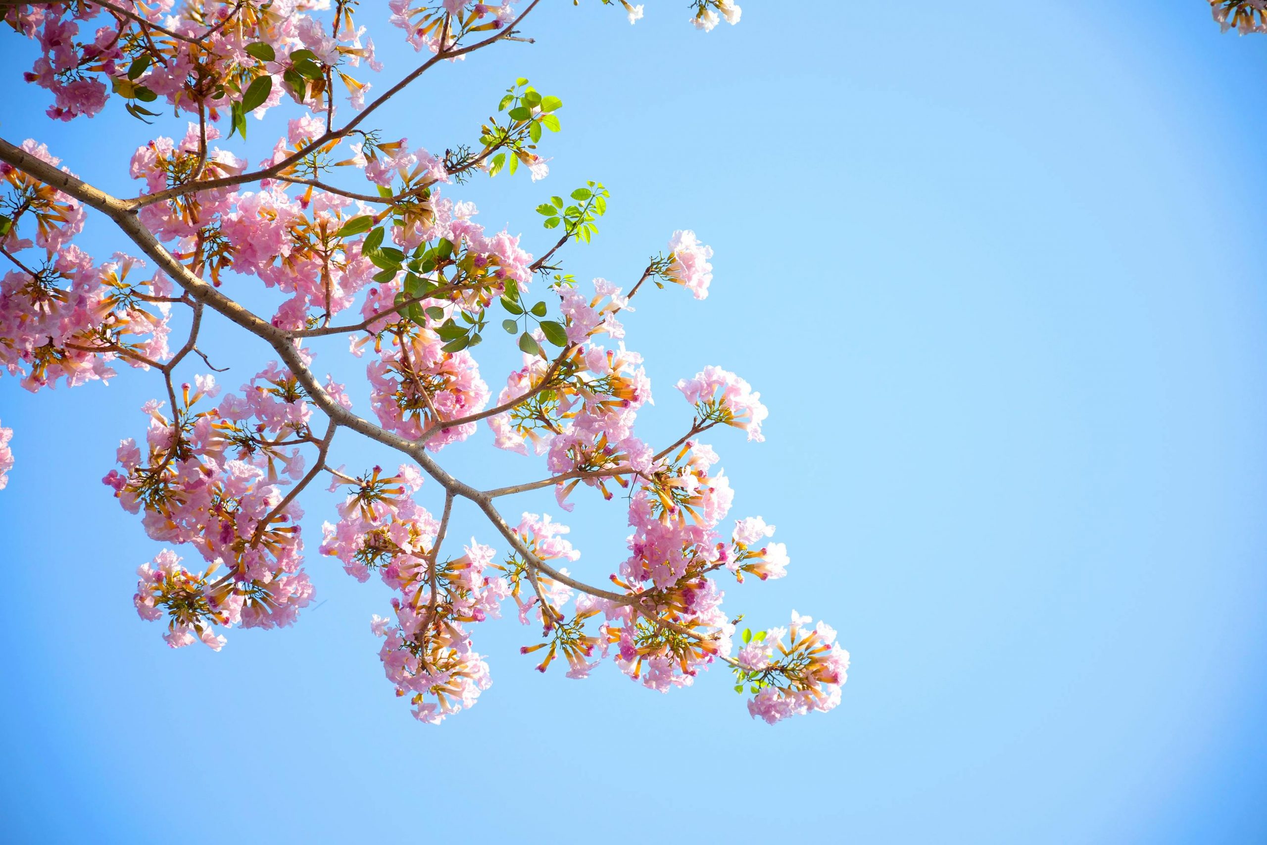 Des fleurs de cerisier se détachent sur fond de ciel bleu